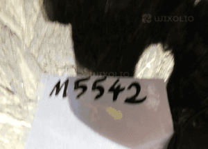 insignia zacisk hamulcowy nr M5542 WYSYŁKA 3