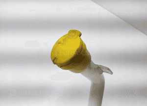 ZBIORNICZEK PŁYNU SPRYSKIWACZY RENAULT CLIO IV 289107623R 2013-2016 3